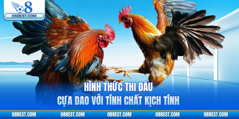 Hình thức thi đấu cựa dao với tính chất kịch tính